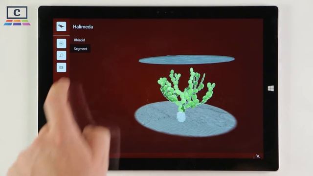 Halimeda : Paleontology смотреть онлайн
