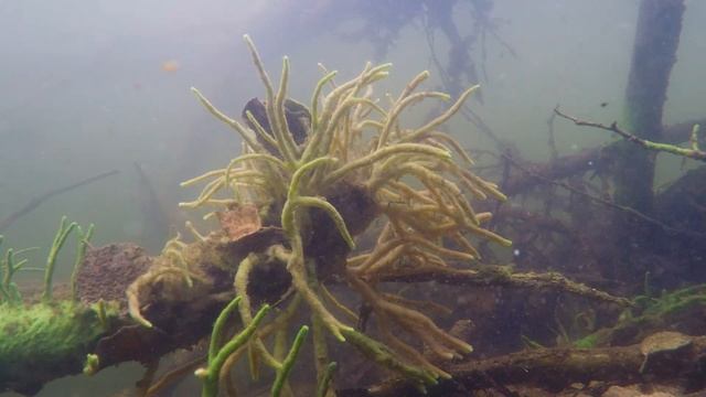 Nadecznik stawowy (Spongilla lacustris). Freshwater sponge смотреть онлайн