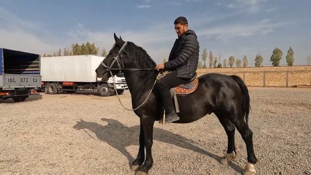 Horse market in Uzbekistan! Конный рынок Узбекистана! Тошкент от бозор! смотреть онлайн