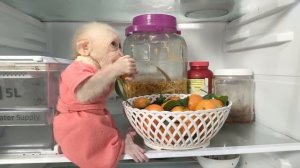 MiMi stopped Baby monkey Su looks for food in the refrigerator
