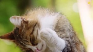 Домашние животные для детей Учим звуки и названия животных