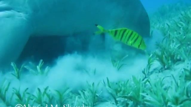 Dugong Feeding 1 смотреть онлайн