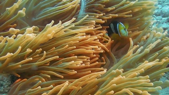 Heteractis magnifica смотреть онлайн