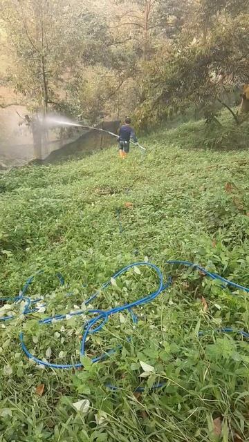 hari ke 3 serangga kebun durian seluas 30 ekar#shorts смотреть онлайн