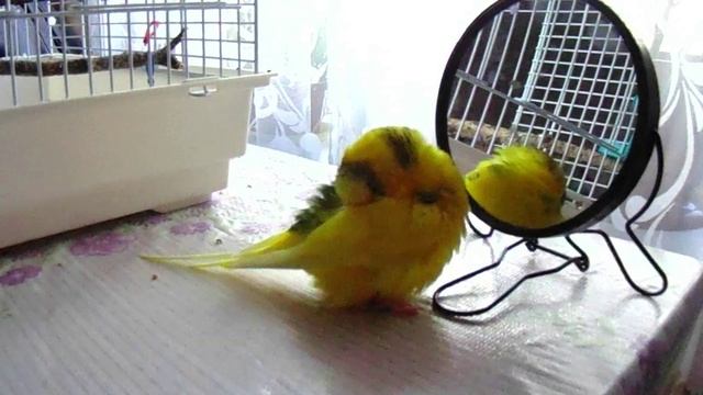 КАК чистится здоровый Волнистый ПОПУГАЙ? смотреть онлайн