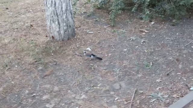 Анапская сойка никого не боится! смотреть онлайн