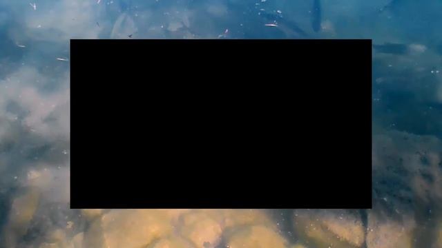 Продолжение влога | Форель плавает смотреть онлайн