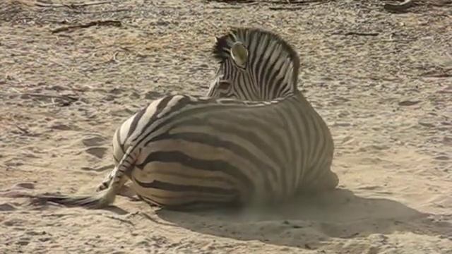 Zebra смотреть онлайн