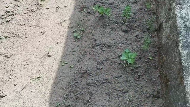Кто или что полил огород? Кто обедает бутонами цветов? Вот так дела! Пять на два не делится. смотреть онлайн