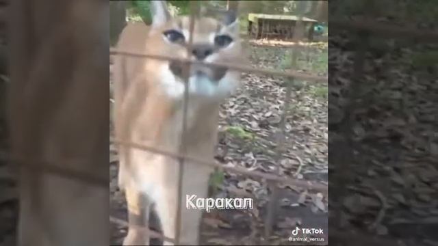 які звуки іздають різні коти смотреть онлайн