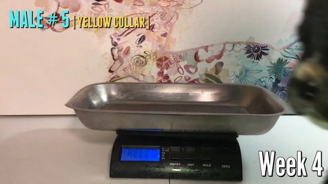 2020 Litter B: 6 week weight compilation 05 YELLOW смотреть онлайн