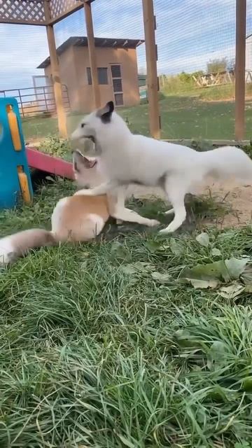 Cute Rare Video OF Arctic Fox Playing With a Red FoX смотреть онлайн