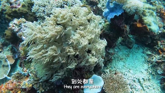 【Ep 4】【仙本那】敦沙卡兰的海底世界太精彩，然而更精彩的是... ｜Tun Sakaran is wild, but the divemasters are wilder｜#followjay2 смотреть онлайн