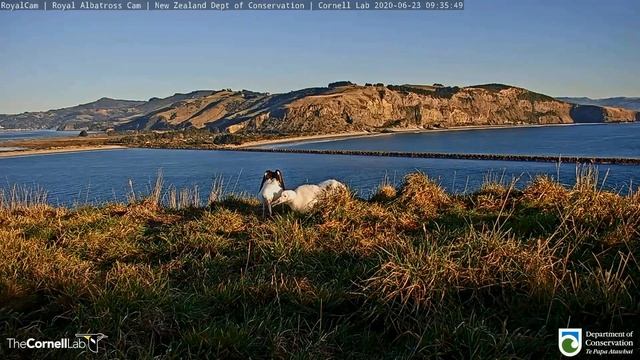 Royal Cam Albatross ~ Mum Flies In & Feeds Pippa Before Her Weight Check! 💕💕 6.23.20 смотреть онлайн