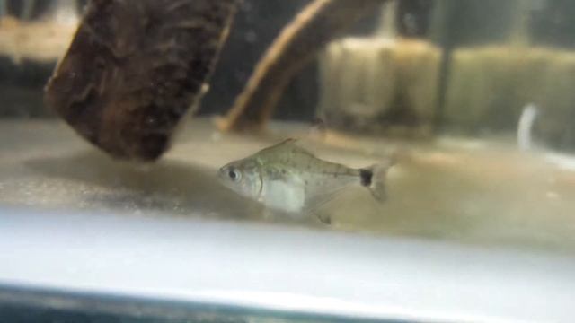 Peru Black Piranha? смотреть онлайн