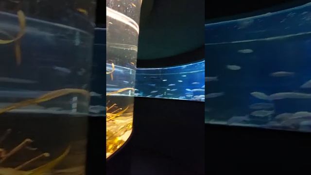 ВЛОГ Кристина в Москвариуме на ВДНХ. Часть 1 смотреть онлайн