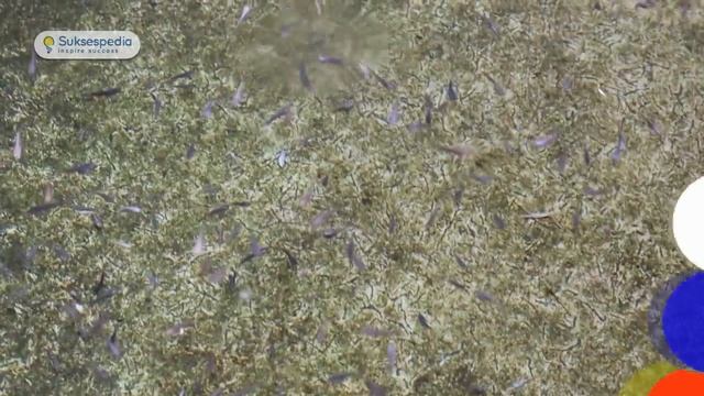 BUDIDAYA IKAN DENGAN AIR PDAM - 7 TIPS INI WAJIB DICOBA! смотреть онлайн