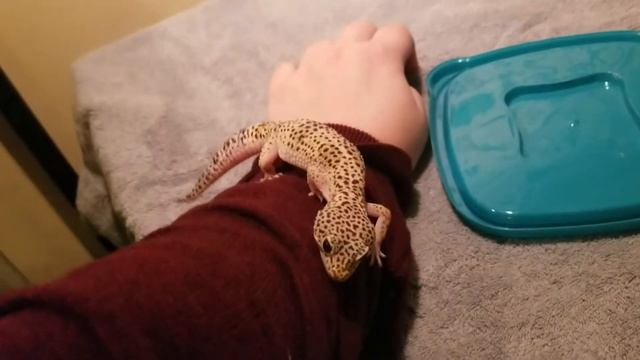Update on Enigma Syndrome Gecko Ellie смотреть онлайн