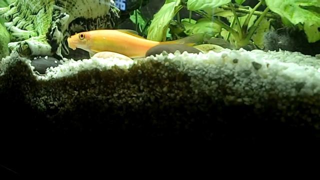 Poisson laveur de vitre . Petit poisson смотреть онлайн