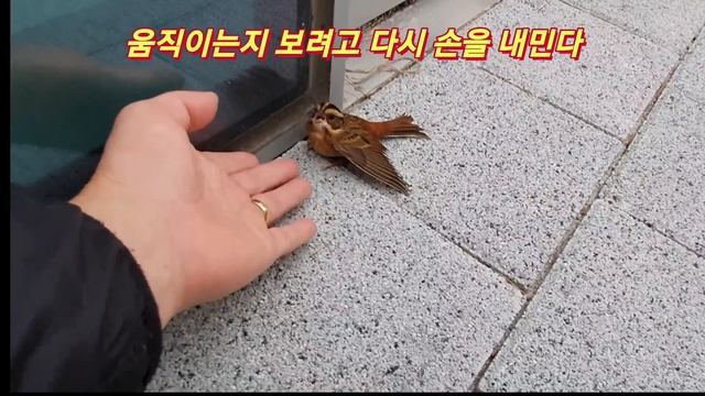 참새 ! 날다가 유리창에 부닥쳐 그대로 바닥에 떨어지다!!!.Sparrow crashed glass window смотреть онлайн