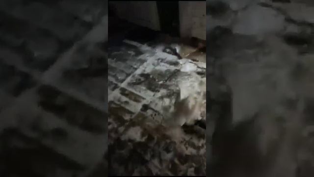 Голуби наших детство город Сургут Голубевод Махкам смотреть онлайн