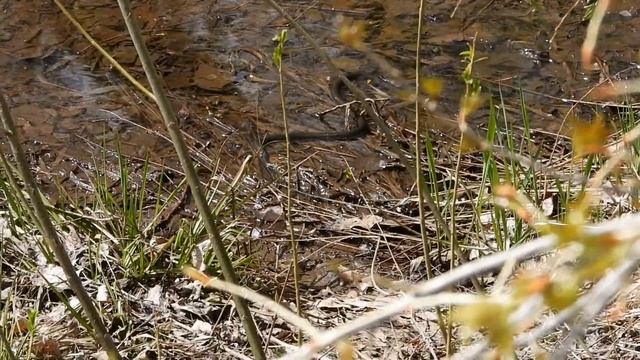 Змея -охотник .чуть- чуть проморгал и без завтрака остался. смотреть онлайн