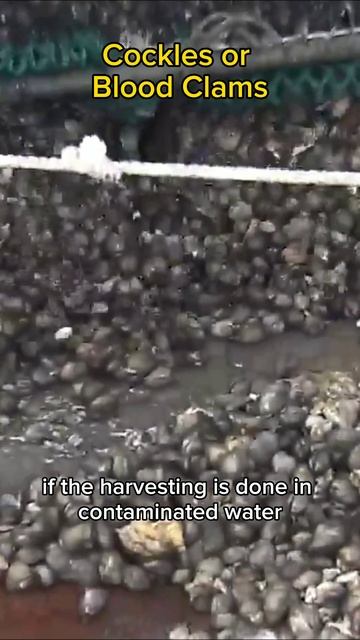 World' Most Dangerous Food: Cockles/Blood Clams #cockles #foodshorts смотреть онлайн