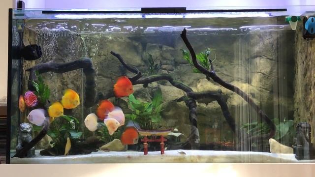 Surviving Blue Diamond Discus, another tough bugger смотреть онлайн