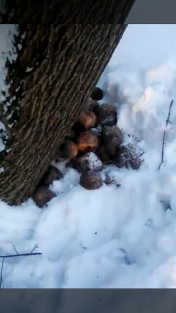 Подкормка косуль 3 смотреть онлайн