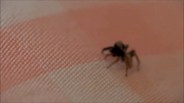 Samy the Jumping Spider sees "La Vie en Rose"! смотреть онлайн