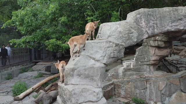 Козлята у дагестанских туров родились в Московском зоопарке смотреть онлайн