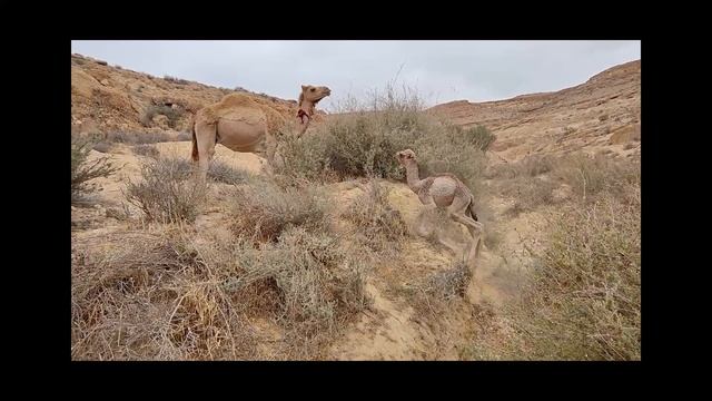 Stabborn little camel / Упорный верблюжёнок смотреть онлайн