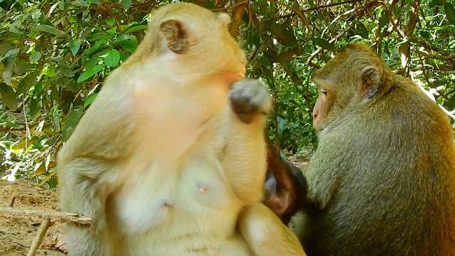 Brinn Not Smile But Angry Tara Push Cute Baby Brittany | Brinn Protects Baby From Tara's Drag! смотреть онлайн