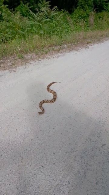 oh hey there copperhead #shorts #gravel #gravelbike #cycling #gravelcycling #snake смотреть онлайн