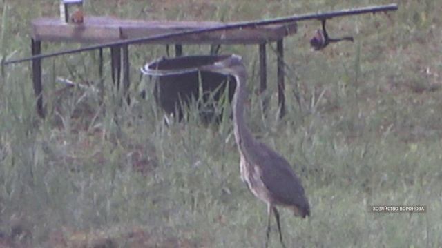 Цапля на "стрёме" у пруда. Вторая ловит рыбу смотреть онлайн