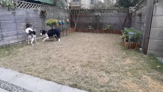 Puppy Border Collie in a Christmas [Part V] | Wendy the Puppy And His Friends смотреть онлайн