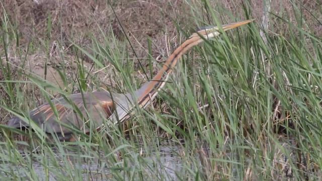 Πορφυροτσικνιάς - Ardea purpurea - Purple Heron смотреть онлайн