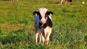 Домашние животные Лучшие серии Коровы мычат и танцуют Учим домашних животных для детей