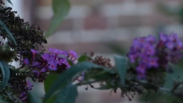 Kolibri butterfly смотреть онлайн