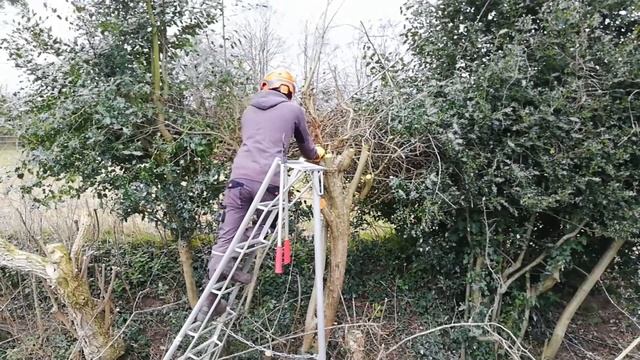 Pruning A Messy tangled OVERGROWN Hawthorn and TRIMMING Holly смотреть онлайн