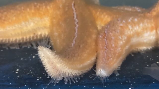 Asterias rubens close-up смотреть онлайн