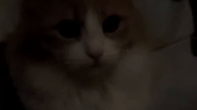 Не пьющий воду кот Пушок смотреть онлайн
