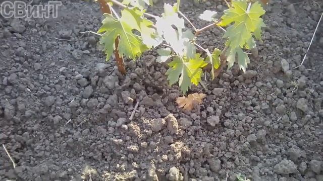Состояние саженцев посадки 2021г. , разное. смотреть онлайн