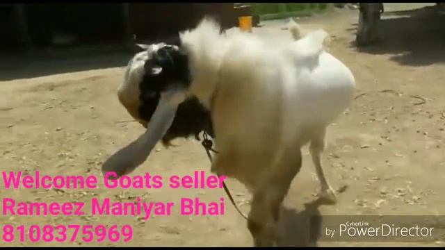 Kota Bakra for sale. 95 kg weight / 40 inch height. смотреть онлайн