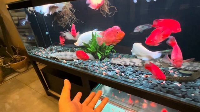 Cara Mencegah Arwana Mojok/Parkir di Musim Hujan & Tips Aman Meninggalkan Ikan Saat Mudik Lebaran смотреть онлайн