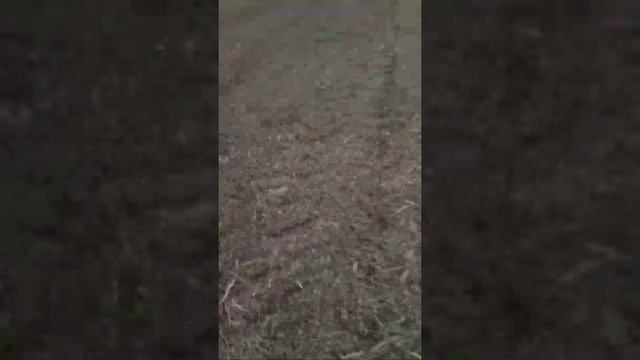 нива ск5 уборка смотреть онлайн