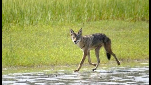 Coyote Sounds | Coyote Howling смотреть онлайн