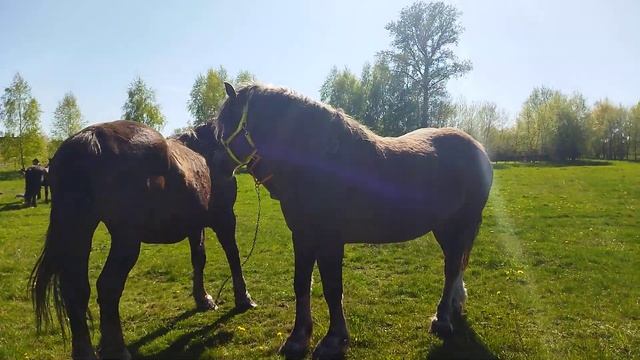 ЛОШАДИ/КОБЫЛА ТЯЖЕЛОВОЗ КАРИНА💣💥🐎👍👍 смотреть онлайн