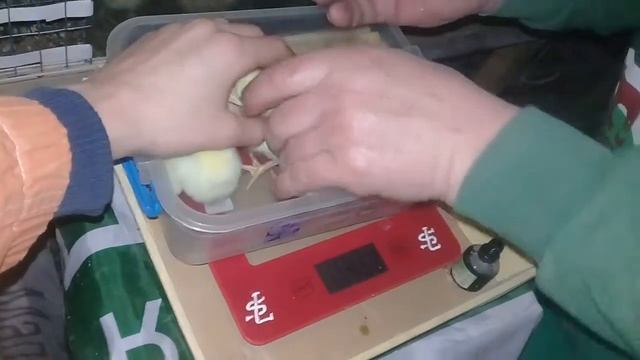 Бройлер 3 часть.вес 5 дней. смотреть онлайн