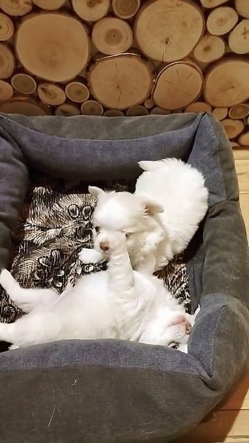 Ешка и Ен смотреть онлайн